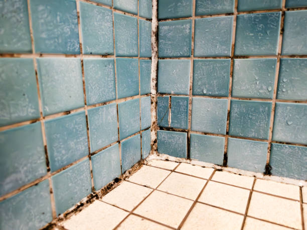 Richland, MO Mold Removal Company